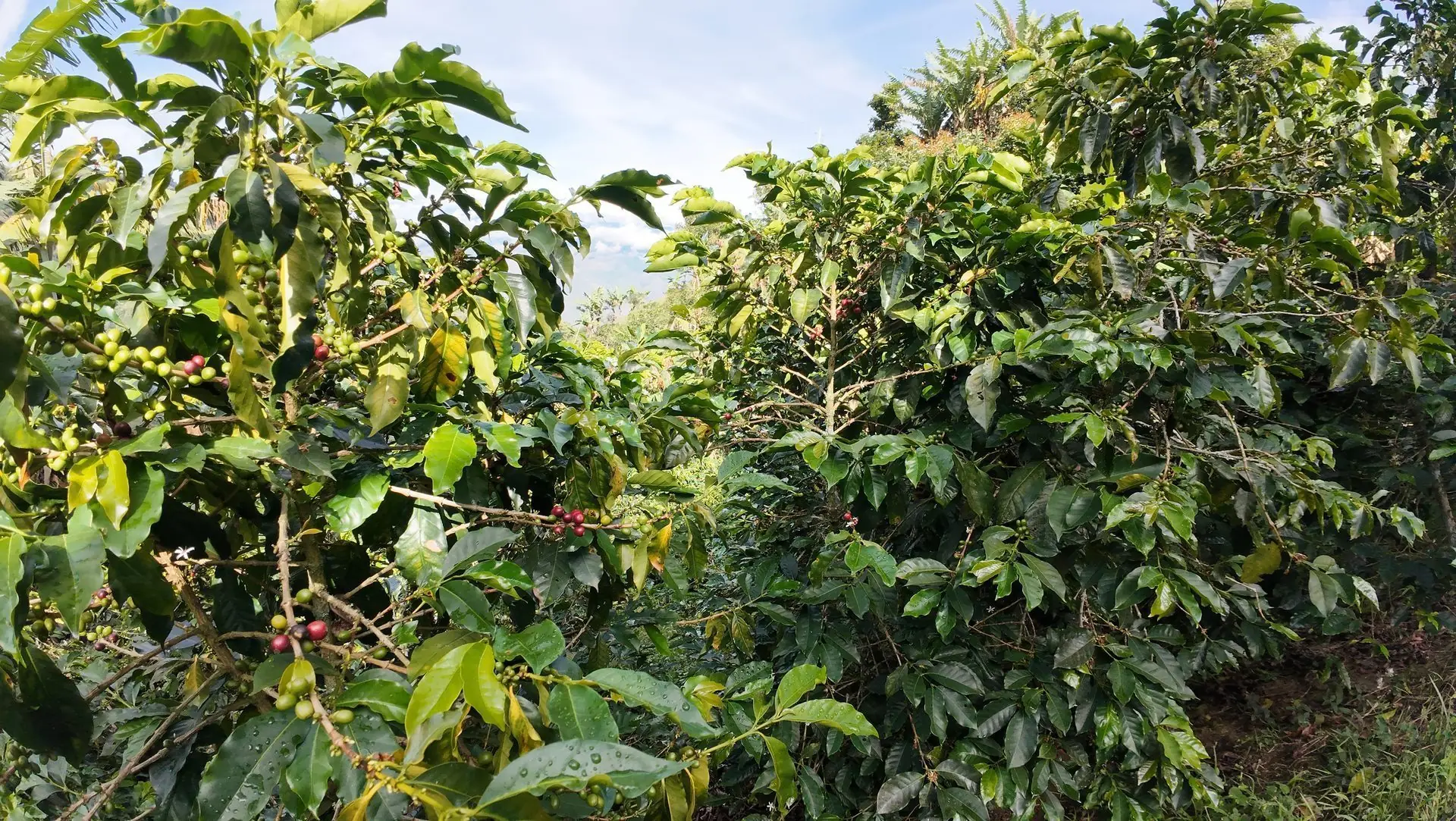 Cafetal en veredas La Montañita y El Morro, Liborina, Antioquia — ~2.000 msnm