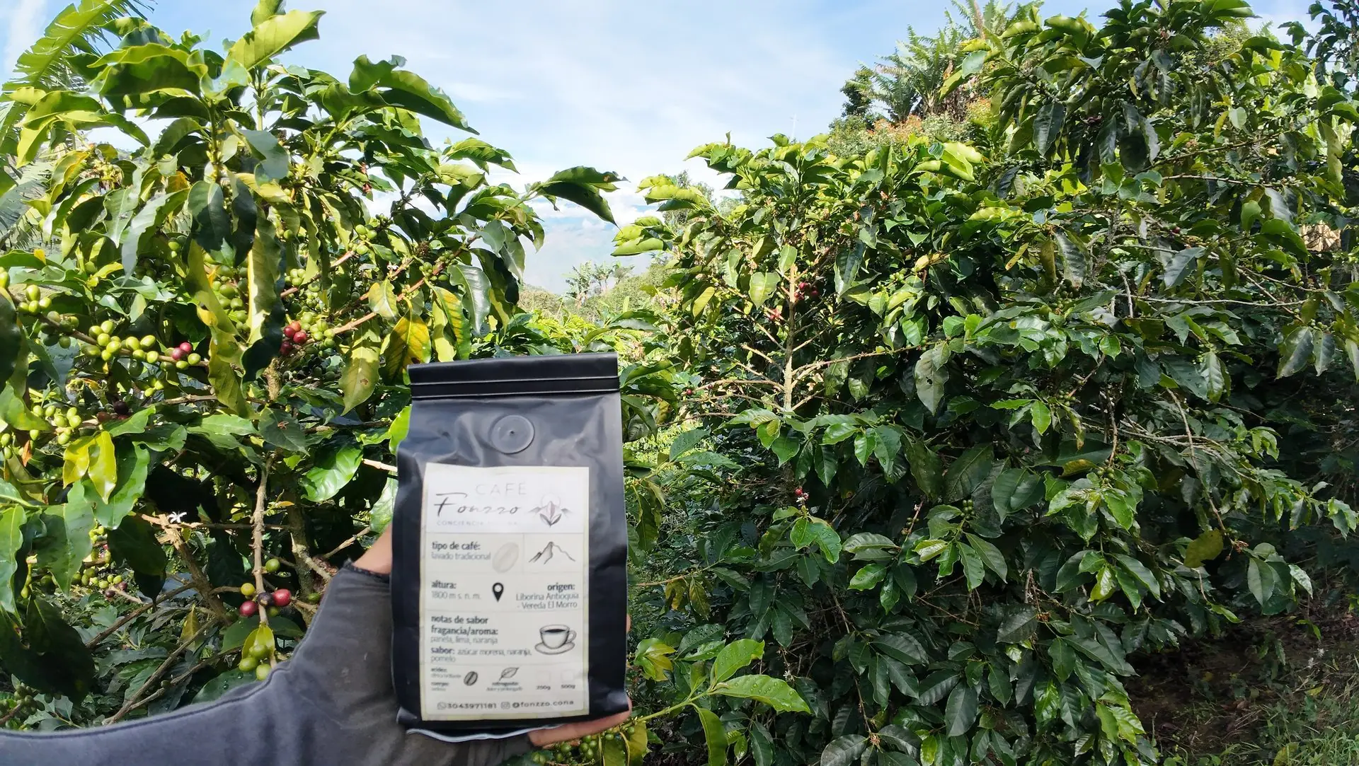 Bolsa Fonzzo Café frente al cafetal — veredas La Montañita y El Morro, Liborina, Antioquia