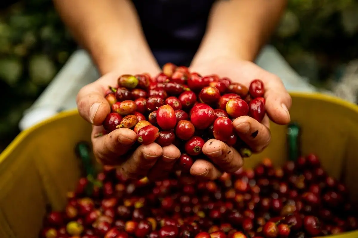 Manos sosteniendo cerezas de café rojas recién cosechadas