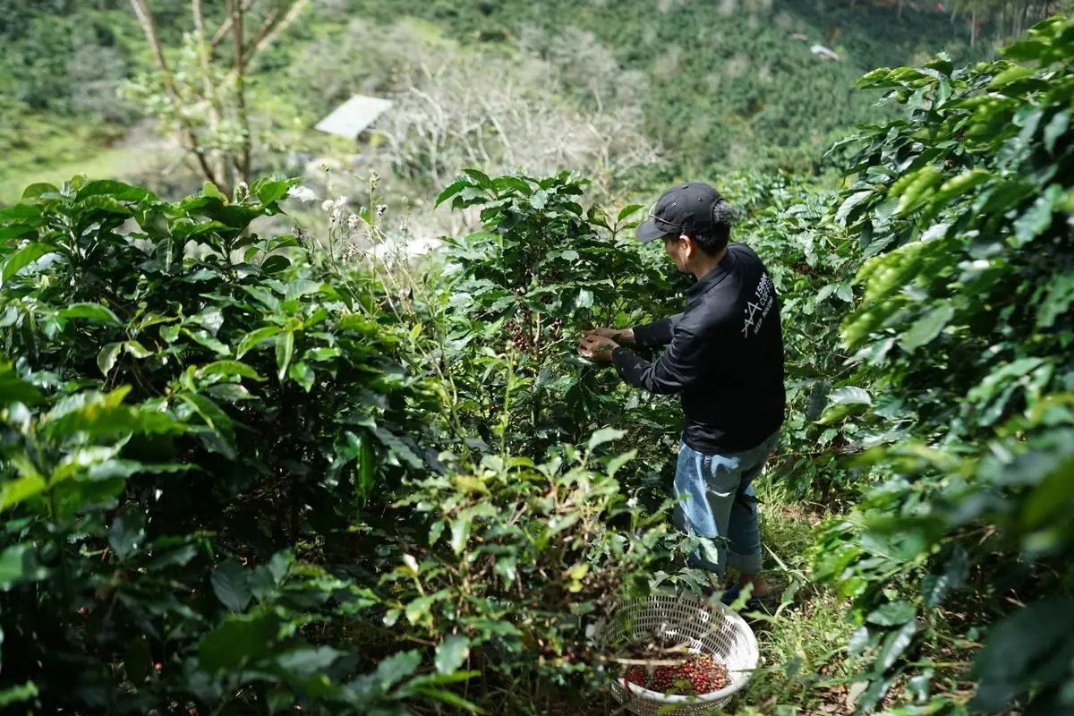 Campesino colombiano cosechando café en ladera de montaña