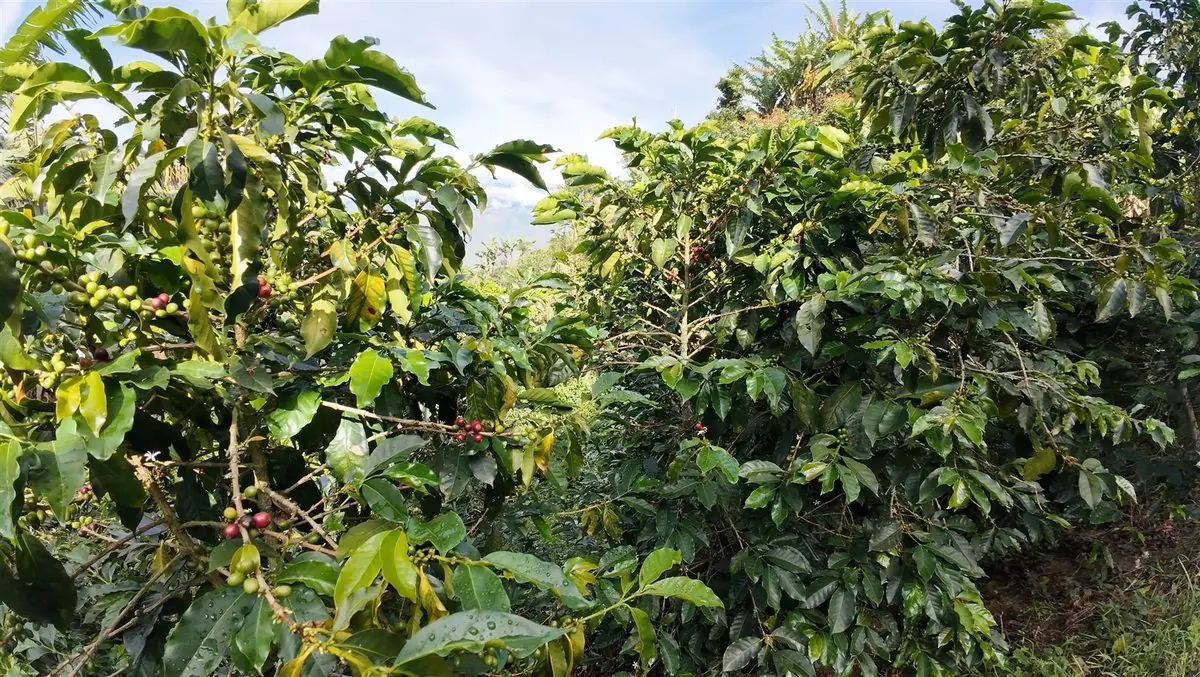 Finca de café Fonzzo — plantas con cerezas rojas, Antioquia