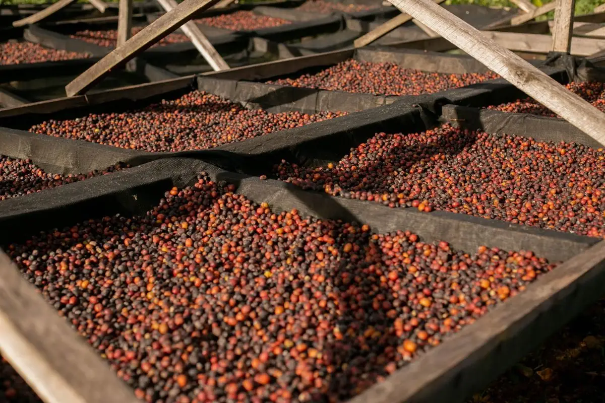 Cerezas de café secándose en tendales de madera — proceso natural